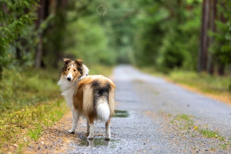 Venčení v přírodě - Foto Jiří Křivánek 1125 (5)