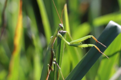 Je těžké v louce hledat kudlanku - Foto Laislav Jonák 0925 (4)