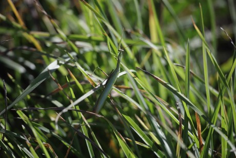 Je těžké v louce hledat kudlanku - Foto Laislav Jonák 0925 (5)