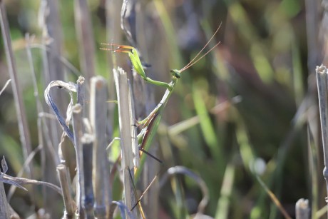 Je těžké v louce hledat kudlanku - Foto Laislav Jonák 0925 (6)