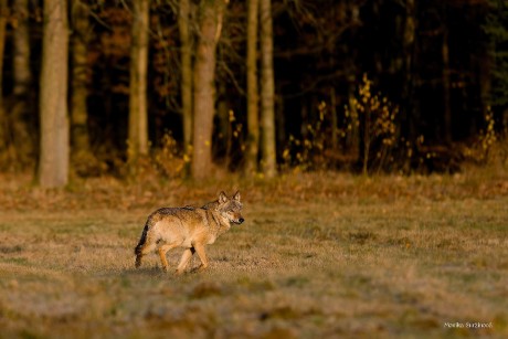 Mé setkání s vlkem - Foto Monika Suržinová 1125
