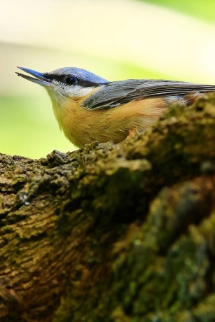 Brhlík - Foto Pavel Balazka 0925