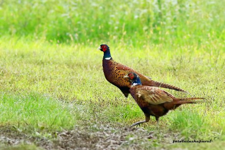 Mladá bažanti - Foto Pavel Balazka 0925