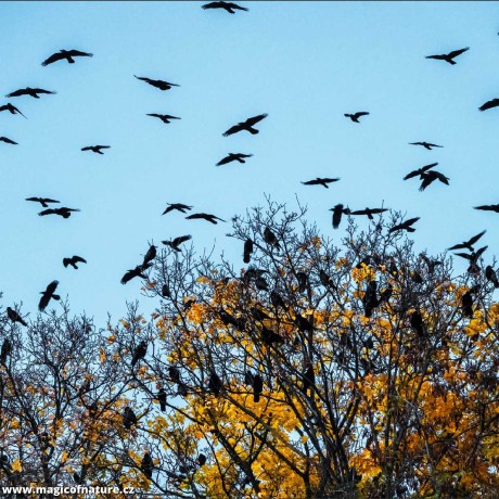 Brněnští havrani - Foto Jitka Havlová 1125 (2)