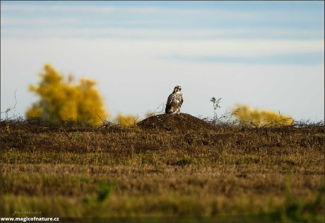 Raroh velký - Falco cherrug - Foto Jitka Havlová 1025