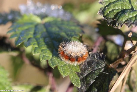 Přástevník angreštový - Foto Irena Wenischová 1225