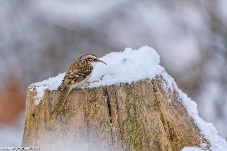 Zimní ptačí focení - Foto Monika Suržinová 1225 (1)