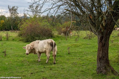 Podzimní toulání - Foto Petr Germanič 1025 (1)