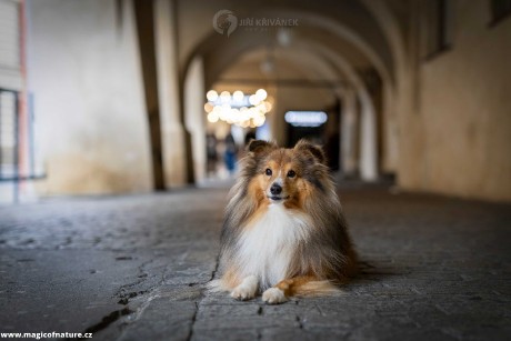 V uličkách Prahy - Foto Jiří Křivánek 1225 (7)