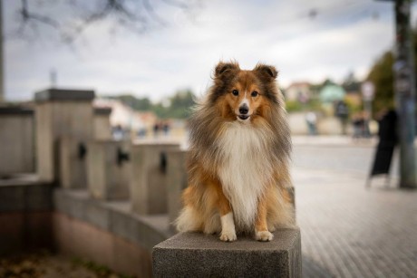 V uličkách Prahy - Foto Jiří Křivánek 1225 (2)