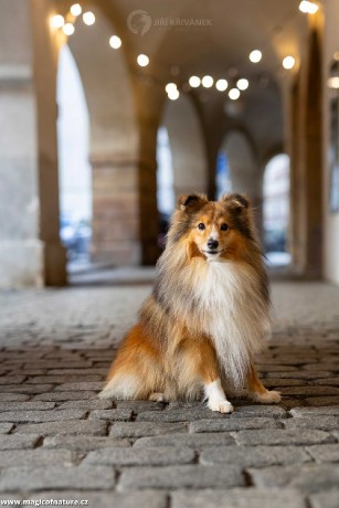 V uličkách Prahy - Foto Jiří Křivánek 1225 (3)