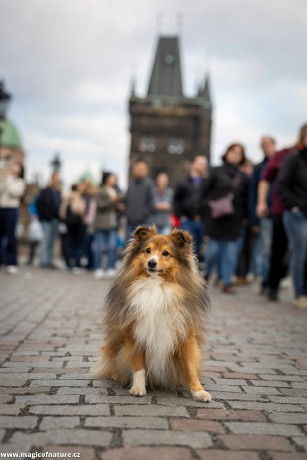 V uličkách Prahy - Foto Jiří Křivánek 1225 (4)