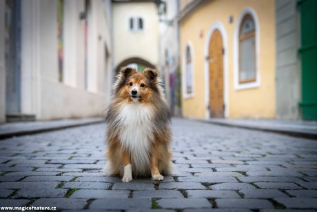 V uličkách Prahy - Foto Jiří Křivánek 1225 (5)