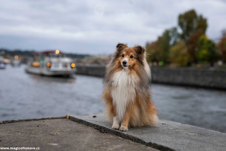 V uličkách Prahy - Foto Jiří Křivánek 1225 (6)