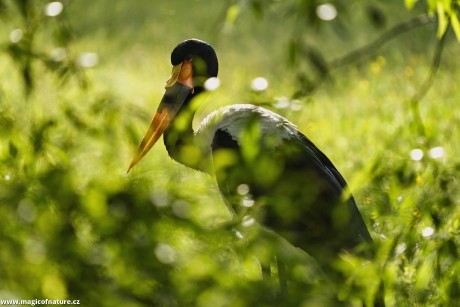 Čáp sedlatý - Foto Jana Ježková 0625