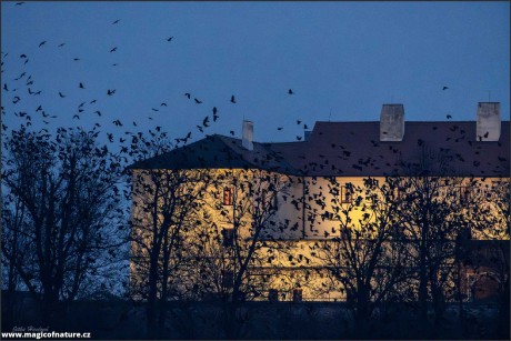 Hejna havranů - Foto Jitka Havlová 0226 (1)