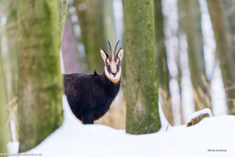 U kamzíků - Foto Monika Suržinová 0126 (1)