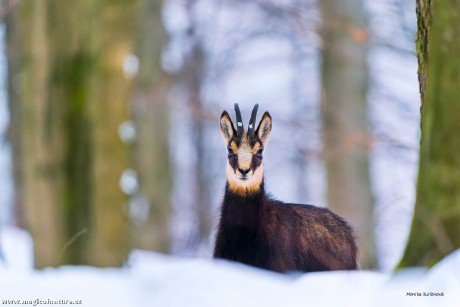 U kamzíků - Foto Monika Suržinová 0126 (2)
