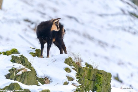 U kamzíků - Foto Monika Suržinová 0126 (3)