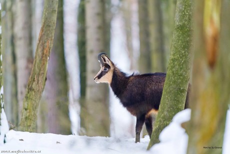 U kamzíků - Foto Monika Suržinová 0126 (5)