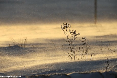 Mrazivo a větrno - Foto Ladislav Jonák 0126 (1)
