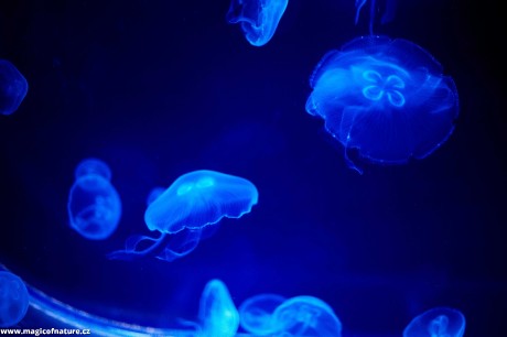 V medúzáriu - Foto Tomáš Kunze 0126 (1)