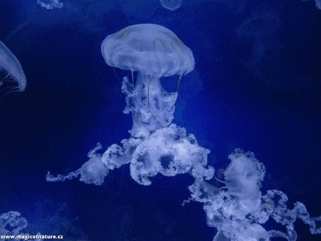 V medúzáriu - Foto Tomáš Kunze 0126 (4)