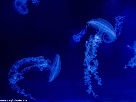 V medúzáriu - Foto Tomáš Kunze 0126 (5)