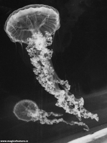 V medúzáriu - Foto Tomáš Kunze 0126 (8)