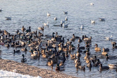 Na procházce kolem Jezera Most - Foto Pavel Ulrych 0226 (4)