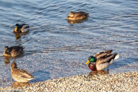 Na procházce kolem Jezera Most - Foto Pavel Ulrych 0226 (8)