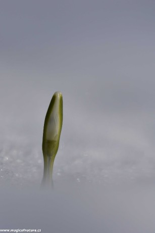 První signály jara - Foto Marie Vykydalová 0226 (1)