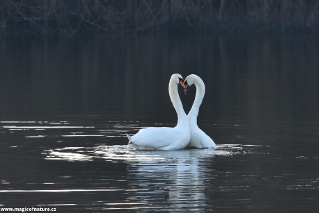 Labutí láska - Foto Marie Vykydalová 0326