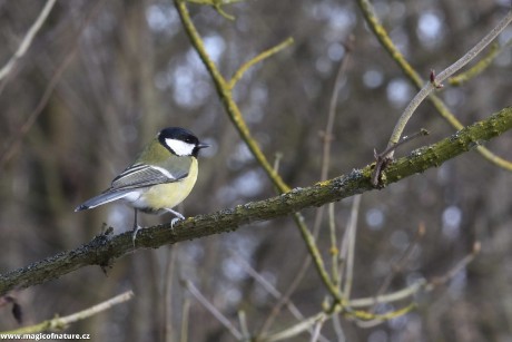 Sýkorka - Foto Marie Vykydalová 0226