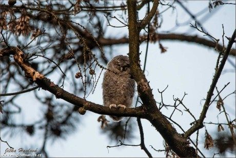 Fotohrátky s puštíkem - Foto Jitka Havlová 0326 (2)
