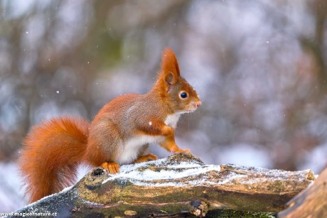 Zrzečka u lesního krmítka - Foto Monika Suržinová 0126 (2)
