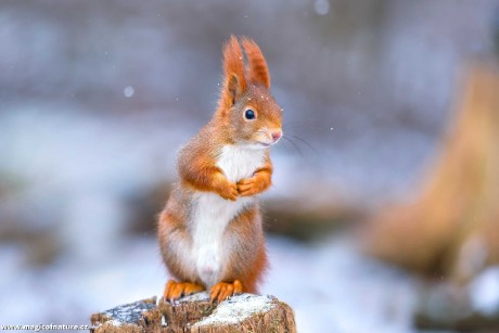 Zrzečka u lesního krmítka - Foto Monika Suržinová 0126 (3)