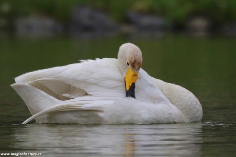 Labuť zpěvná - Foto Irena Wenischová 0326