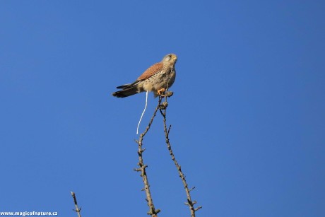 Poštolka obecná - Foto Ladislav Jonák 0226 (2)