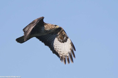 Káně lesní - Foto Jana Ježková 0725 (1)