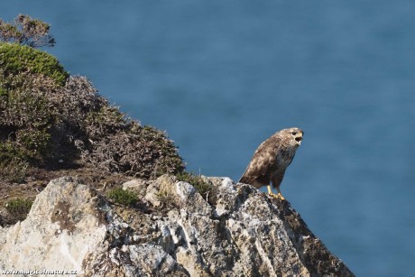 Káně lesní - Foto Jana Ježková 0725 (2)