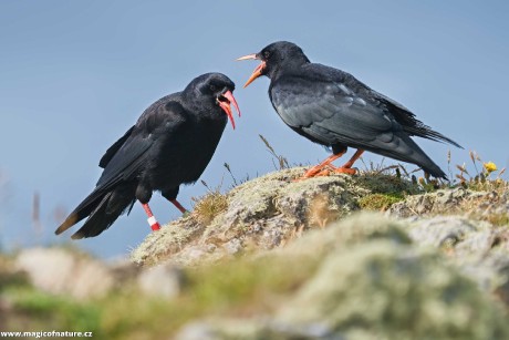 Kavče červenozobé - Foto Jana Ježková 0725 (1)