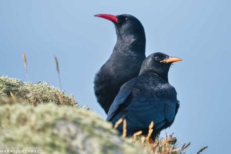 Kavče červenozobé - Foto Jana Ježková 0725 (2)