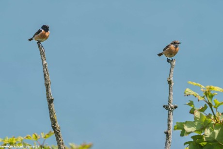 Pan a paní Bramborníčkovi - Foto Jana Ježková 0725