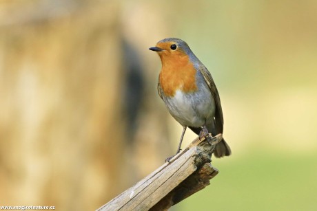 Červenka obecná - Foto Pavel Balazka 0126