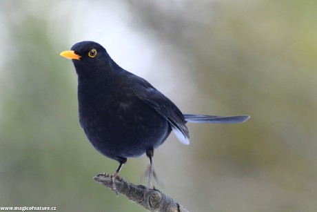 Kos černý - Foto Pavel Balazka 0126