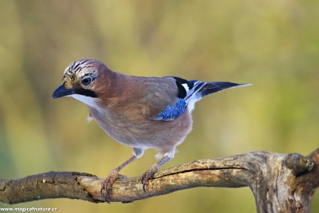 Novoroční sojka - Foto Pavel Balazka 0126 (2)