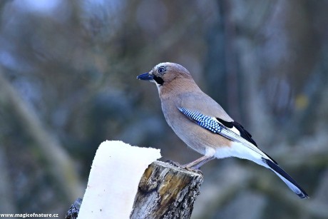 Novoroční sojka - Foto Pavel Balazka 0126 (3)