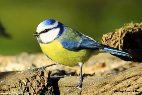 Sýkora modřinka - Foto Pavel Balazka 1225