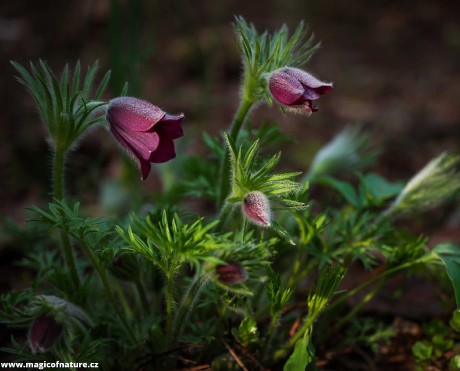 Krása konikleců - Foto Jaroslava Jechová 0326